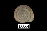 藏品(小菱蝸牛)的圖片